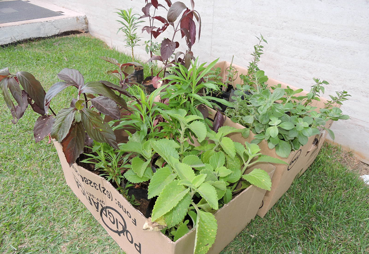 CRF-GO | Farmacêuticos distribuem plantas medicinais  na Praça Cívica