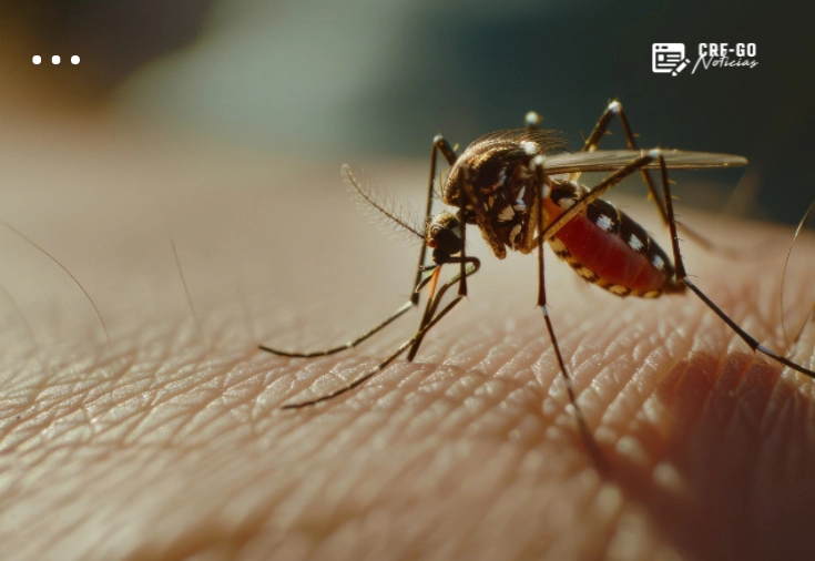 CRF-GO | O Brasil terá a primeira vacina 100% nacional e a dose única contra a dengue