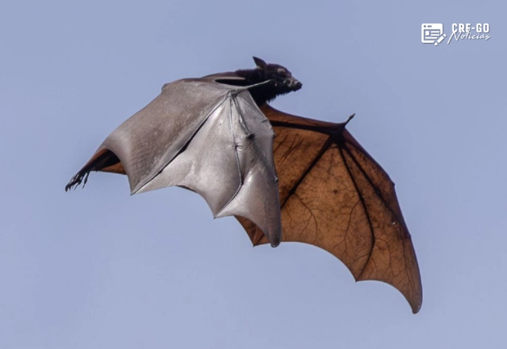 CRF-GO | Vírus Nipah: por que o potencial de mutação acende o alerta global 