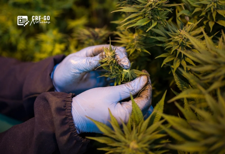 CRF-GO | CFF aprova resolução sobre a atuação do farmacêutico em atividades relacionadas à Cannabis